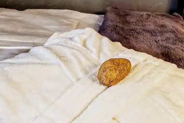 A brown potato is placed on a white towel or bathrobe on a bed with white sheets and a purple pillow.