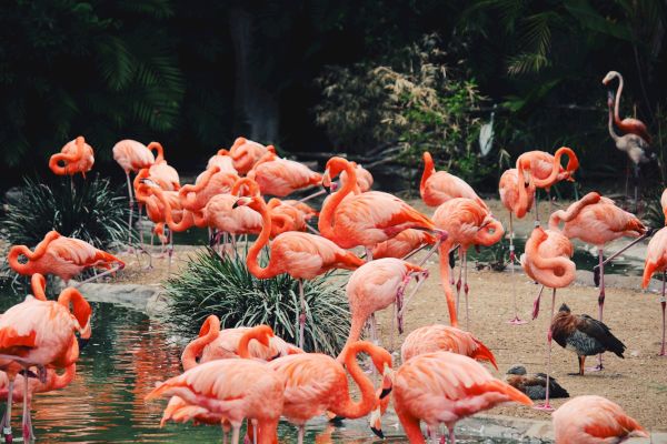 A group of flamingos is gathered by a pond, surrounded by greenery and a sandy area.