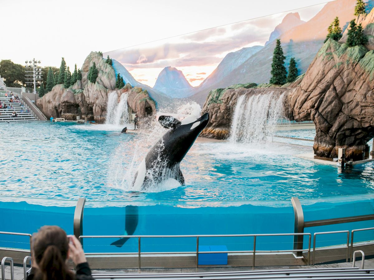 An orca performing a jump in a large water tank with waterfalls and scenic background, viewed by an audience from stadium seating.